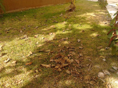 limpieza de areas verdes