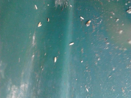 contenedor 1 con gusanos antes de limpieza