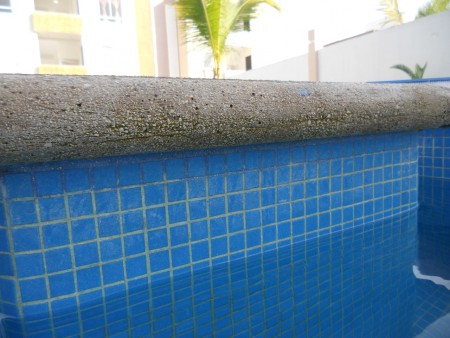 verdin en bordes y paredes