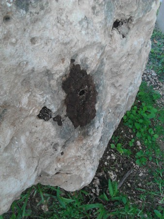 exterminacion de avispero